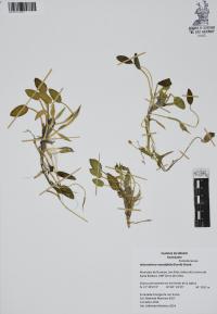 Heteranthera rotundifolia image